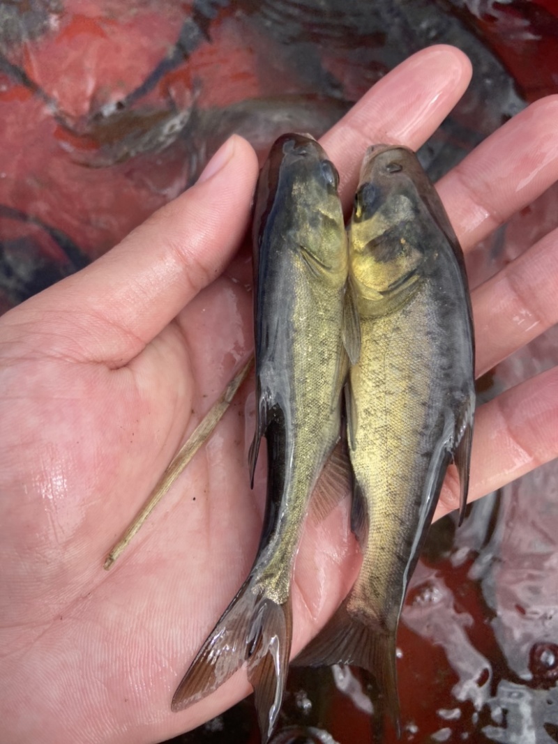 长期供应花鲢鱼苗，大头鱼苗