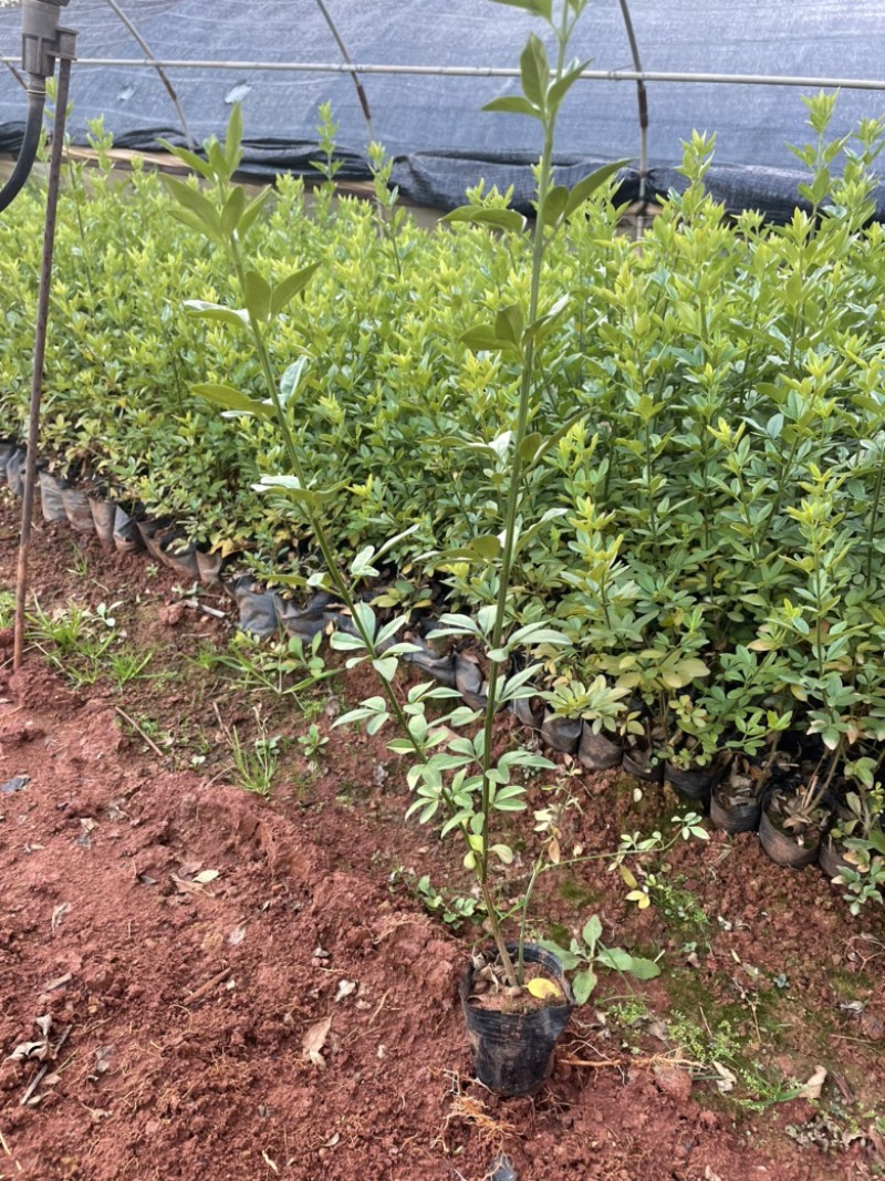 黄素馨云南省昆明市货生长能力强生存环境简单