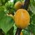 杏树苗荷兰香蜜杏（晚熟品种）苗圃基地直供