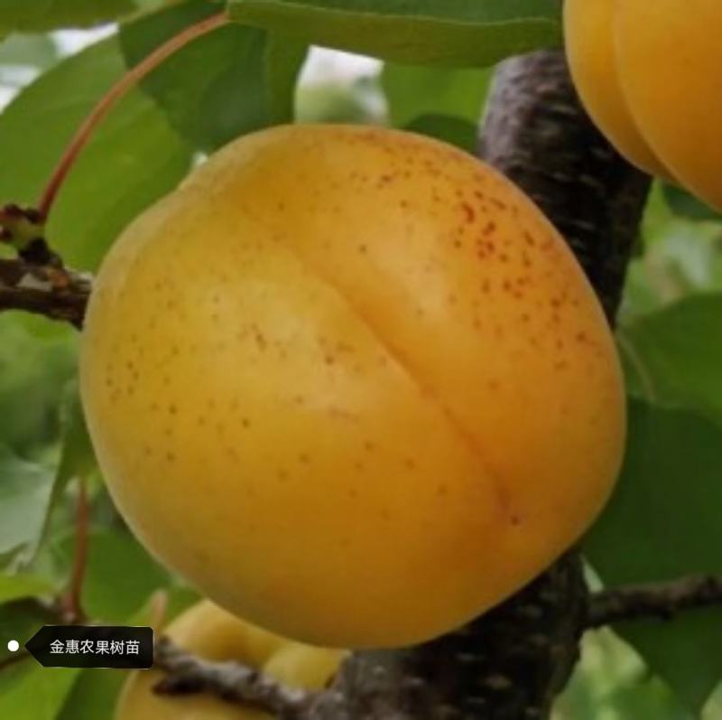 杏树苗荷兰香蜜杏（晚熟品种）苗圃基地直供