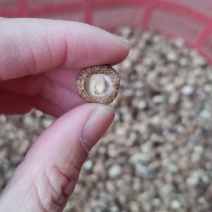 干香菇，金钱菇，小香菇，产地直发，量大从优