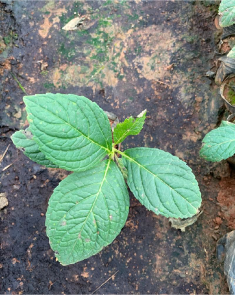 八仙花云南货也是绣球花开花一团好看常绿植物