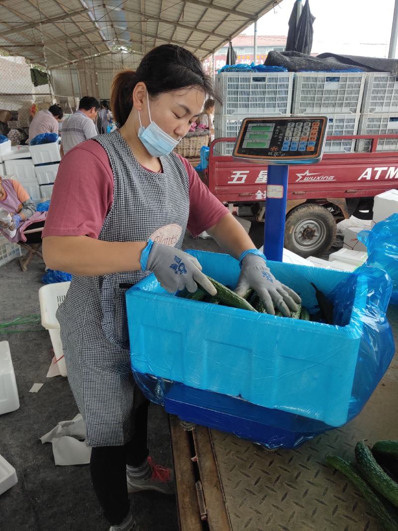 【电话议价】山东密刺黄瓜/社区电商/市场加工厂/赶集小车