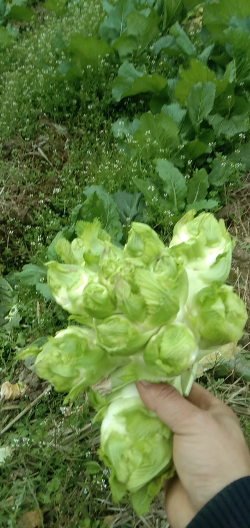 儿菜