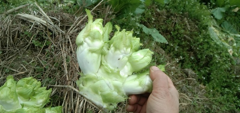 儿菜