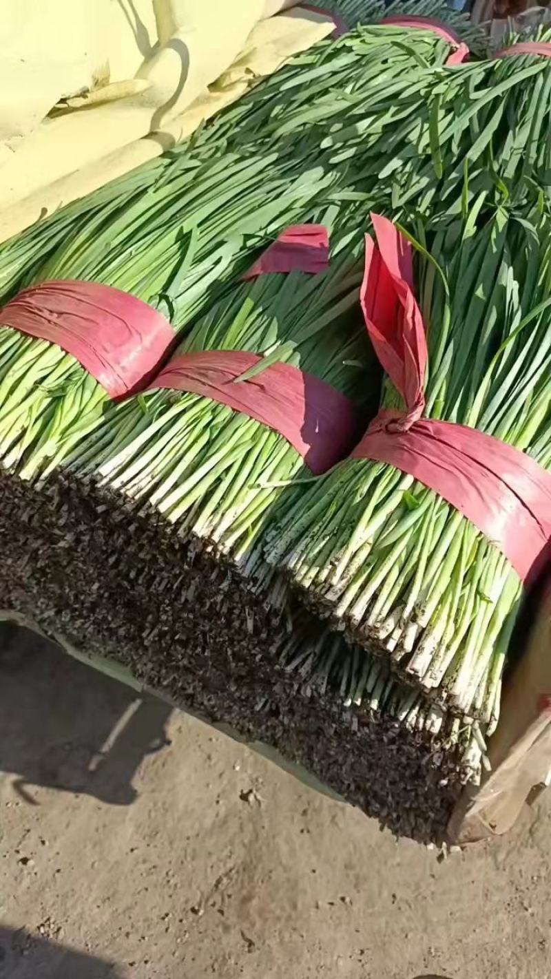 本地大棚韭菜大量上市，大捆，小捆都有，存放时间长。