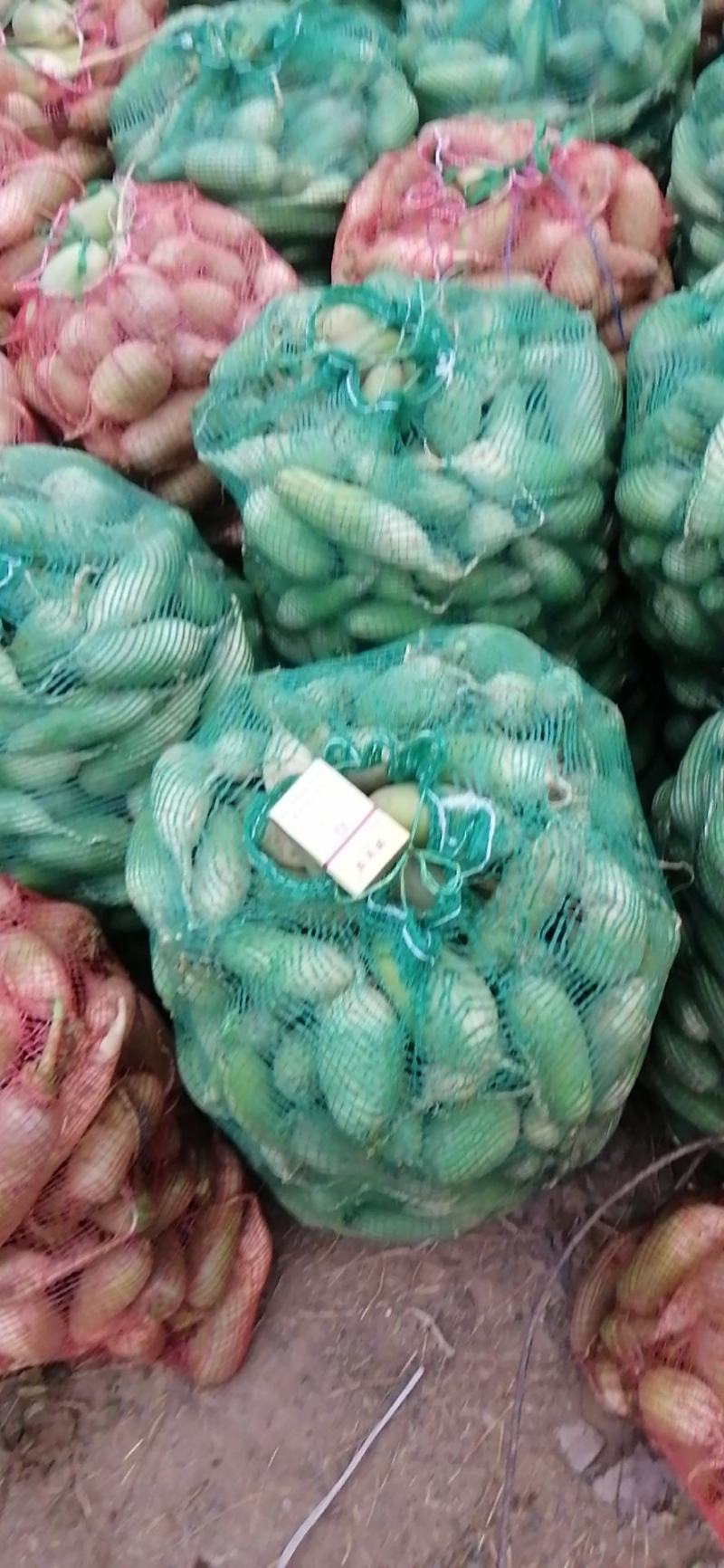 小萝卜，青皮萝卜万亩基地有要的联系，