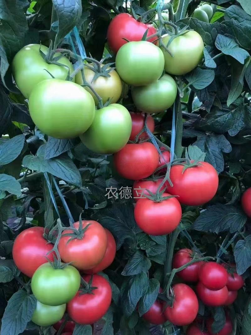 西红柿苗粉果番茄苗大果型硬度好耐高温抗死棵