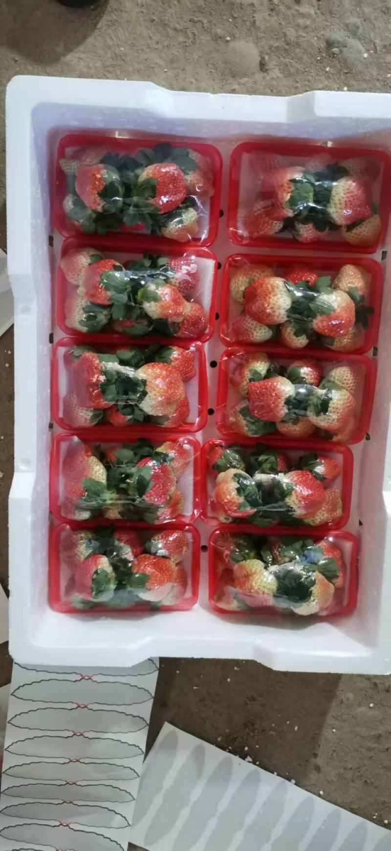 大凉山露天红颜奶油草莓