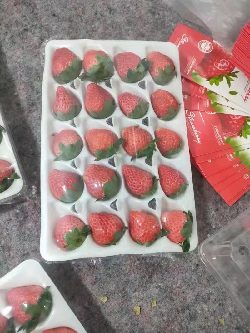 大凉山露天红颜奶油草莓