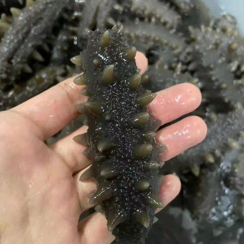 长海县野生海参刺参_招代理