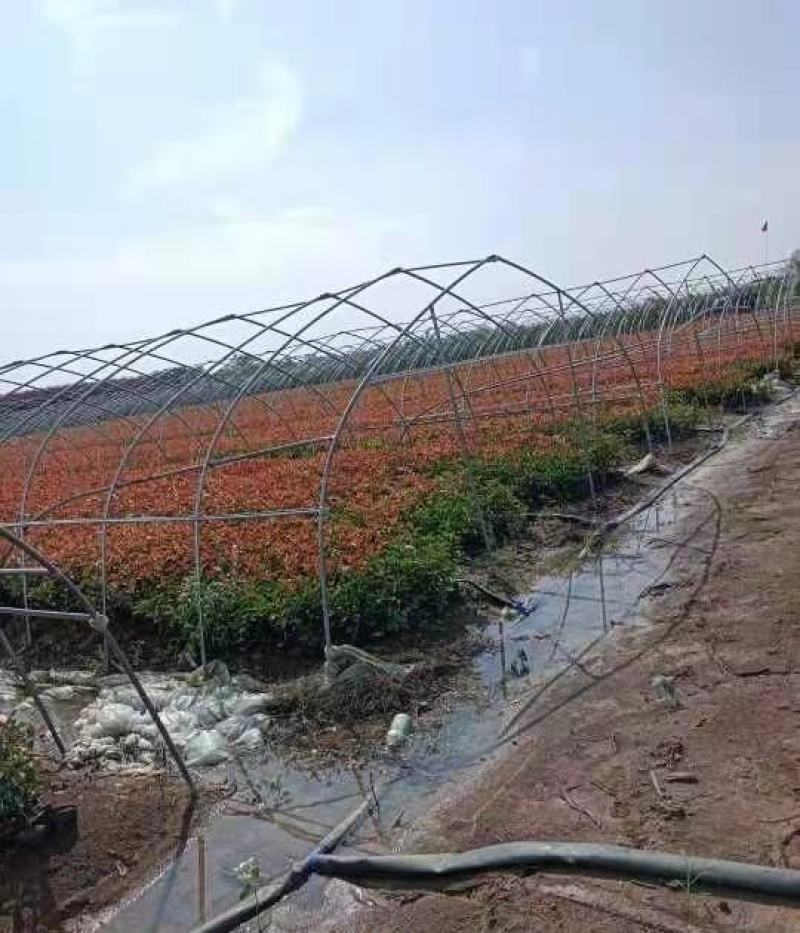 红叶石楠苗