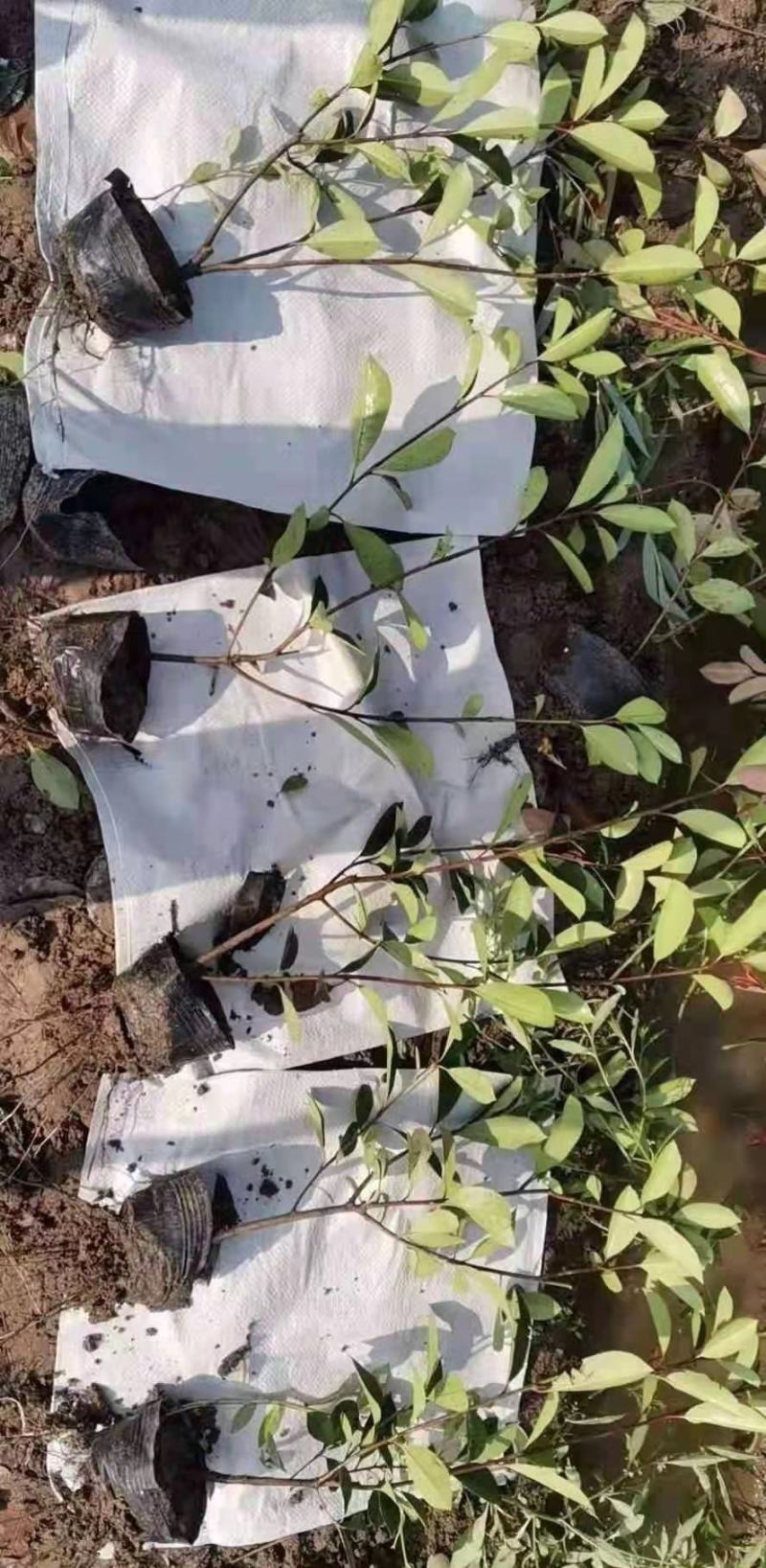 红叶石楠苗