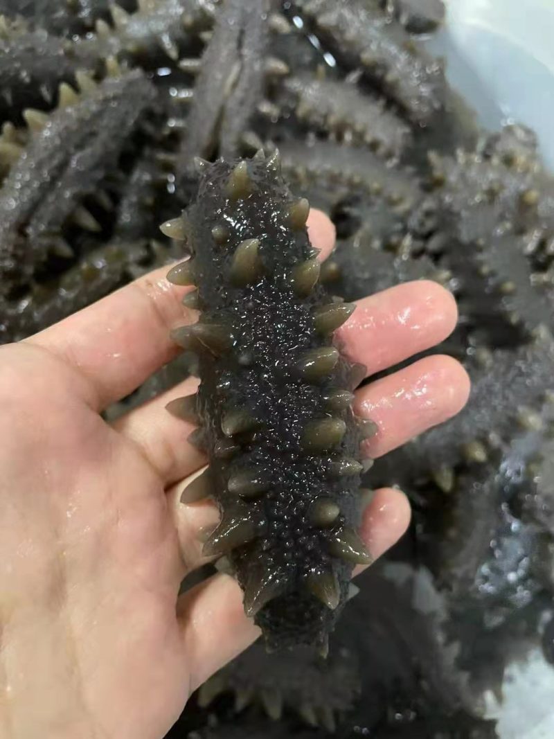 长海县野生海参刺参_招代理