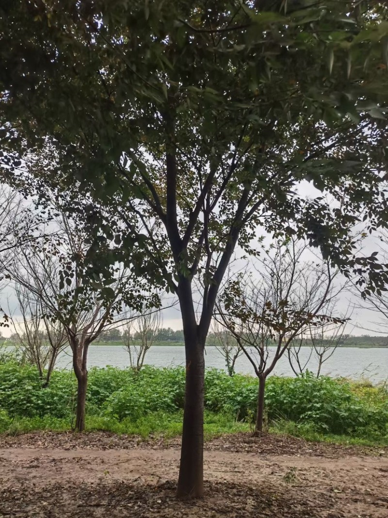 精品榉树，冠幅饱满，树形优美，量大价优，欢迎选购！