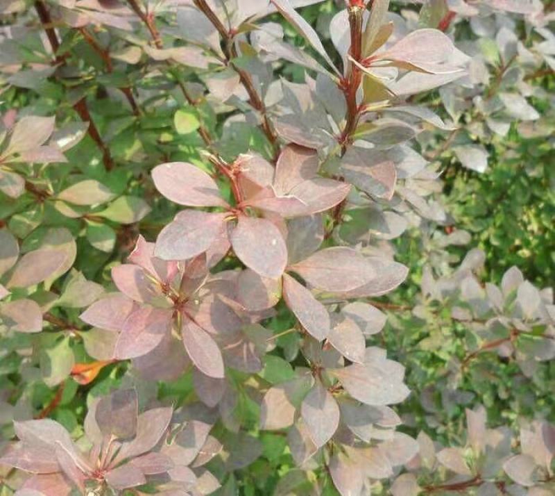 红叶小檗苗