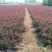 红叶小檗苗