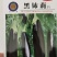 黑鉓莉茄子种子绿萼杂交黑长早熟绿把茄子基地种植