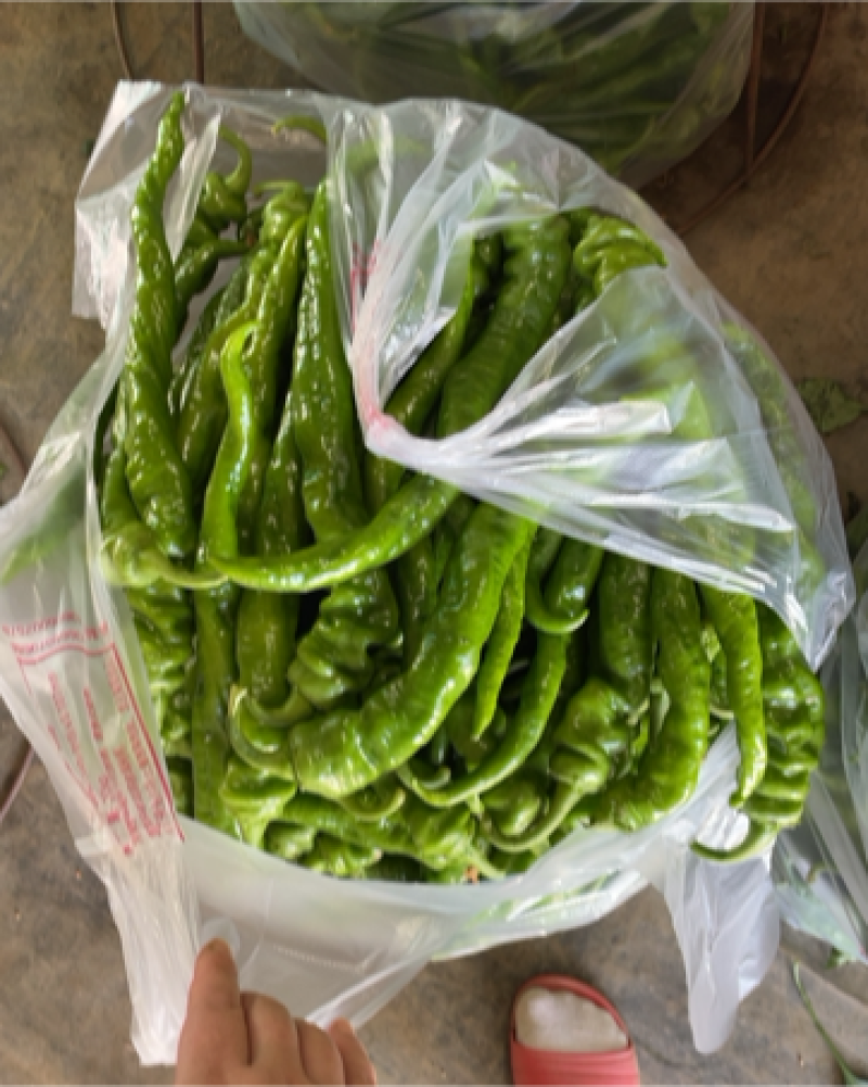 精品螺丝椒大量上市可视频看货！