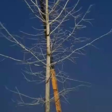 银杏