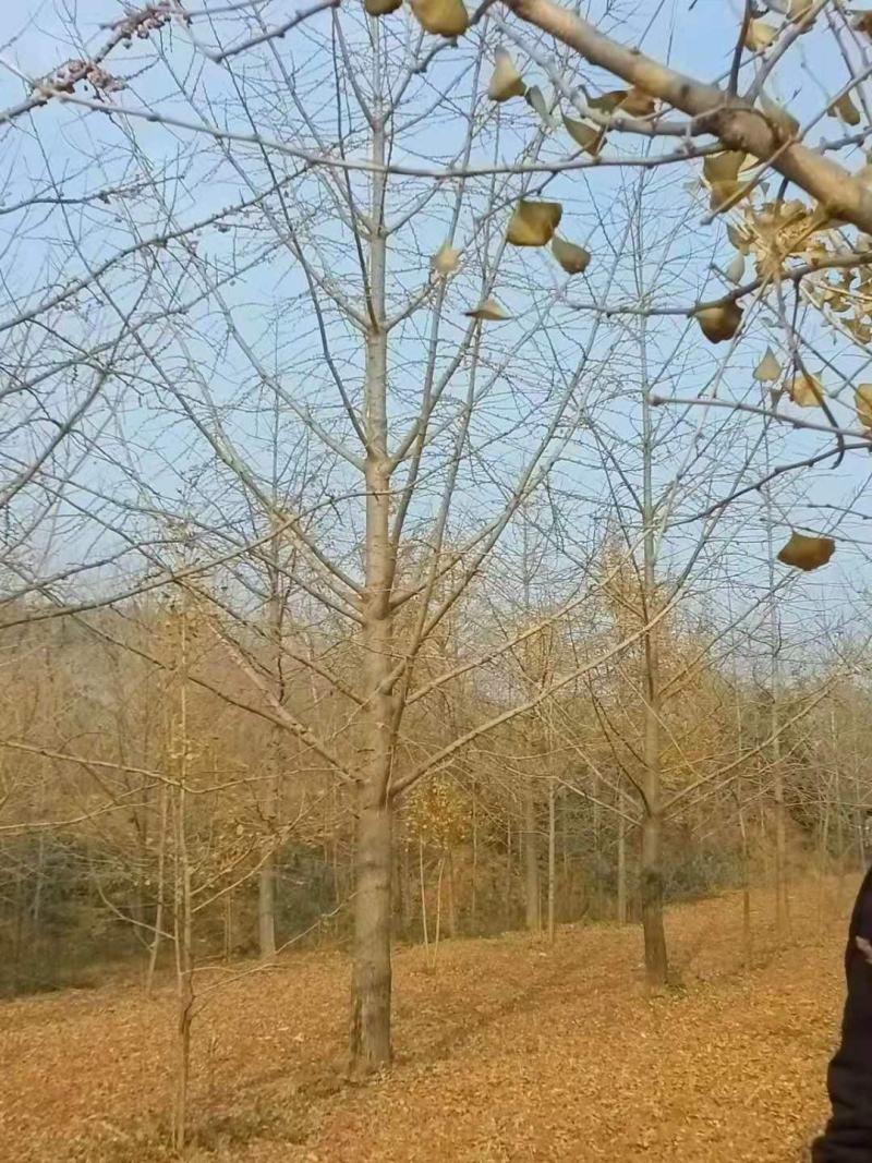 银杏