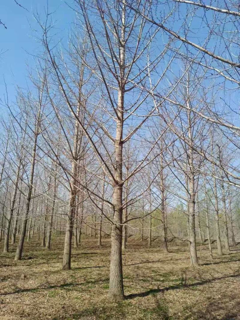 银杏
