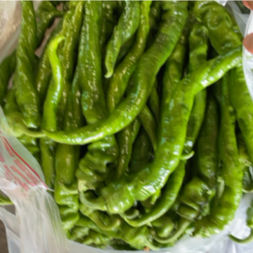 精品螺丝椒大量上市可视频看货！