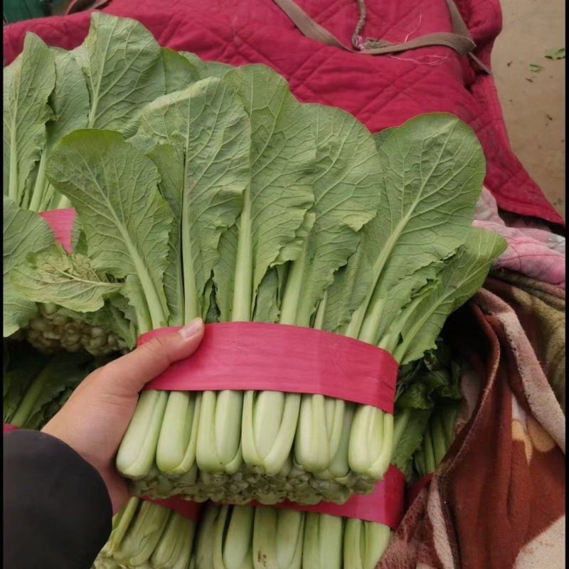 小白菜，河北邯郸大量有现货，物美价廉各种蔬菜可以配花车