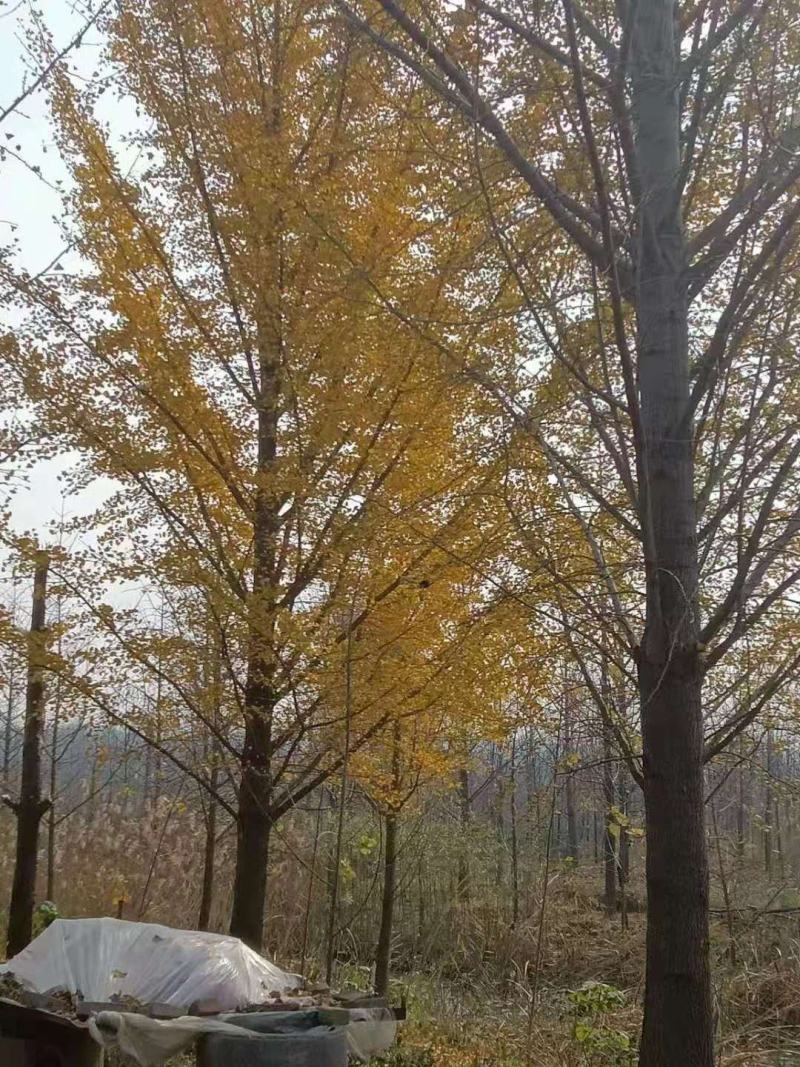 银杏
