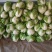 周口大白菜，秦白二号,鸡腿白菜，新乡小包，868,品种齐