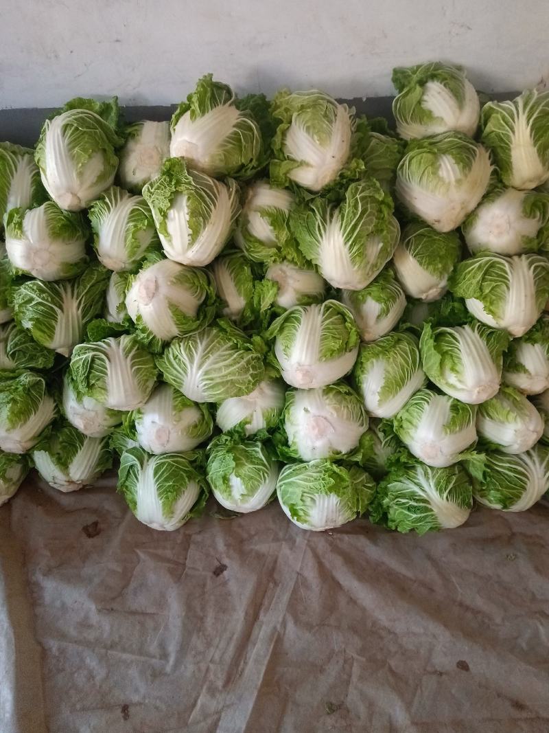 周口大白菜，秦白二号,鸡腿白菜，新乡小包，868,品种齐