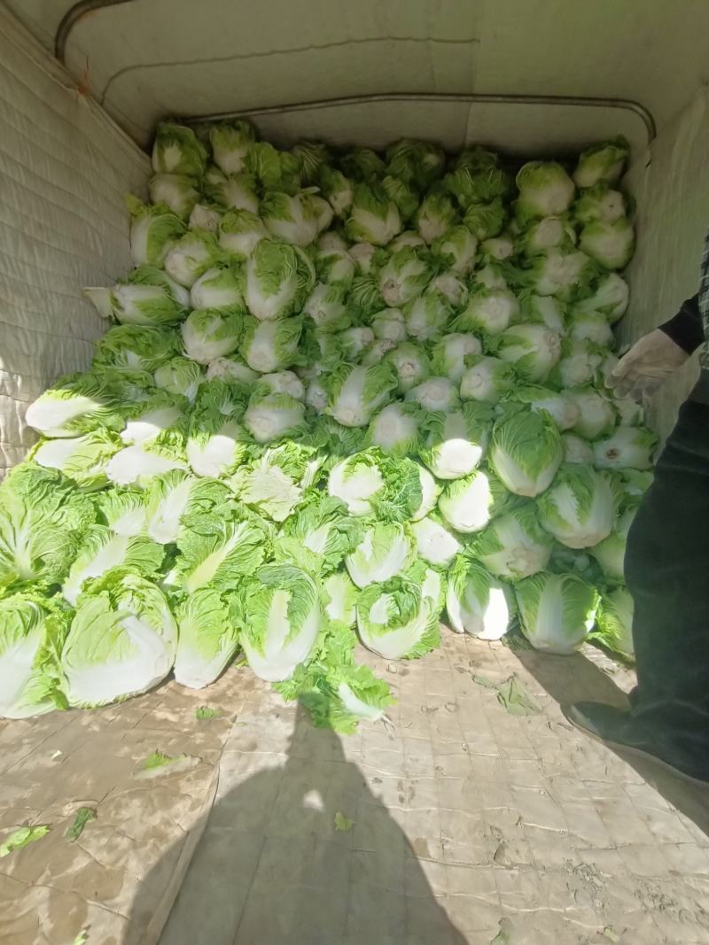 周口大白菜，秦白二号,鸡腿白菜，新乡小包，868,品种齐