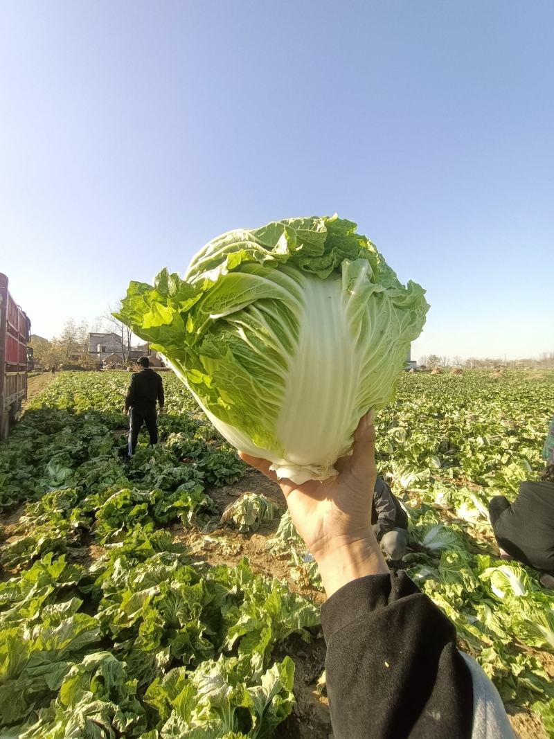周口大白菜，秦白二号,鸡腿白菜，新乡小包，868,品种齐