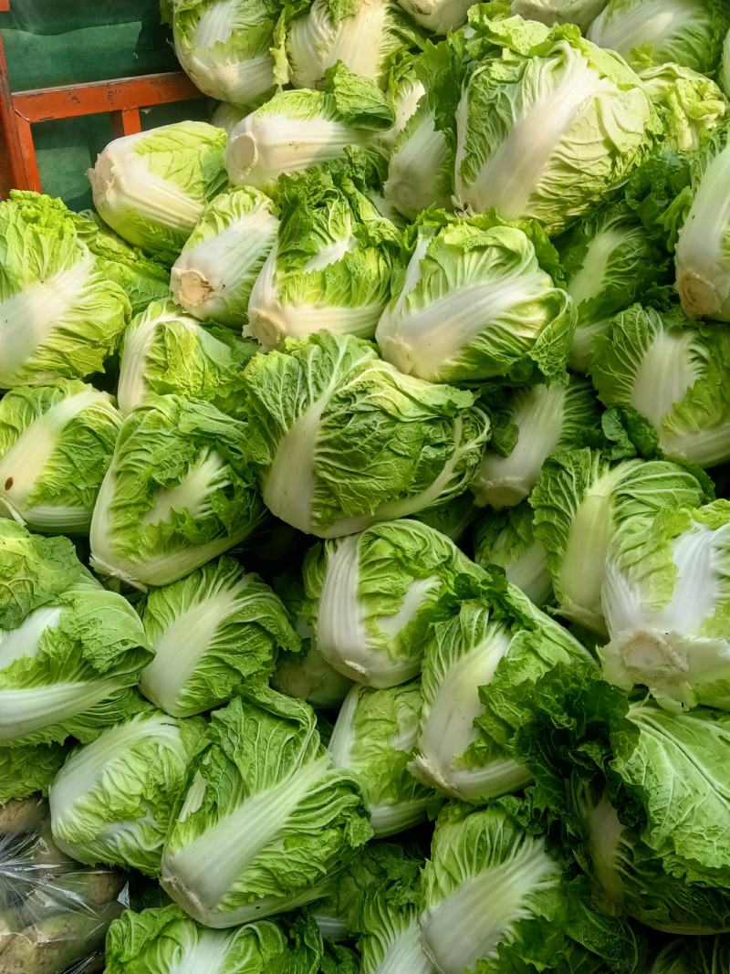 周口大白菜，秦白二号,鸡腿白菜，新乡小包，868,品种齐