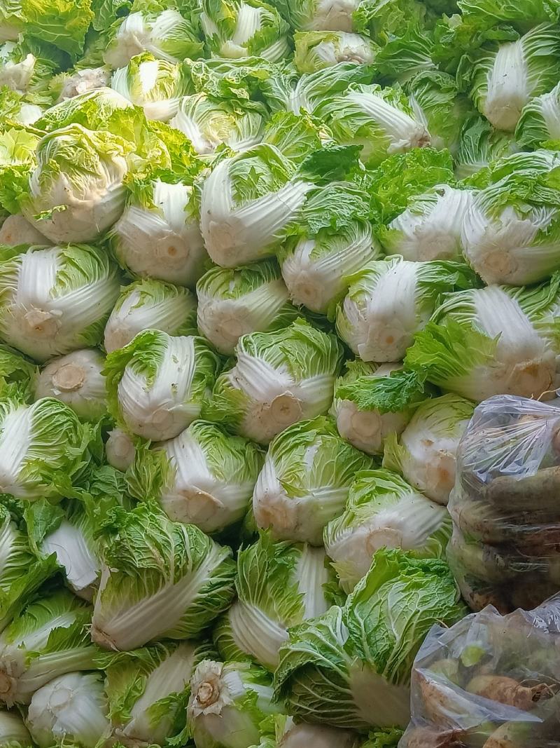 周口大白菜，秦白二号,鸡腿白菜，新乡小包，868,品种齐