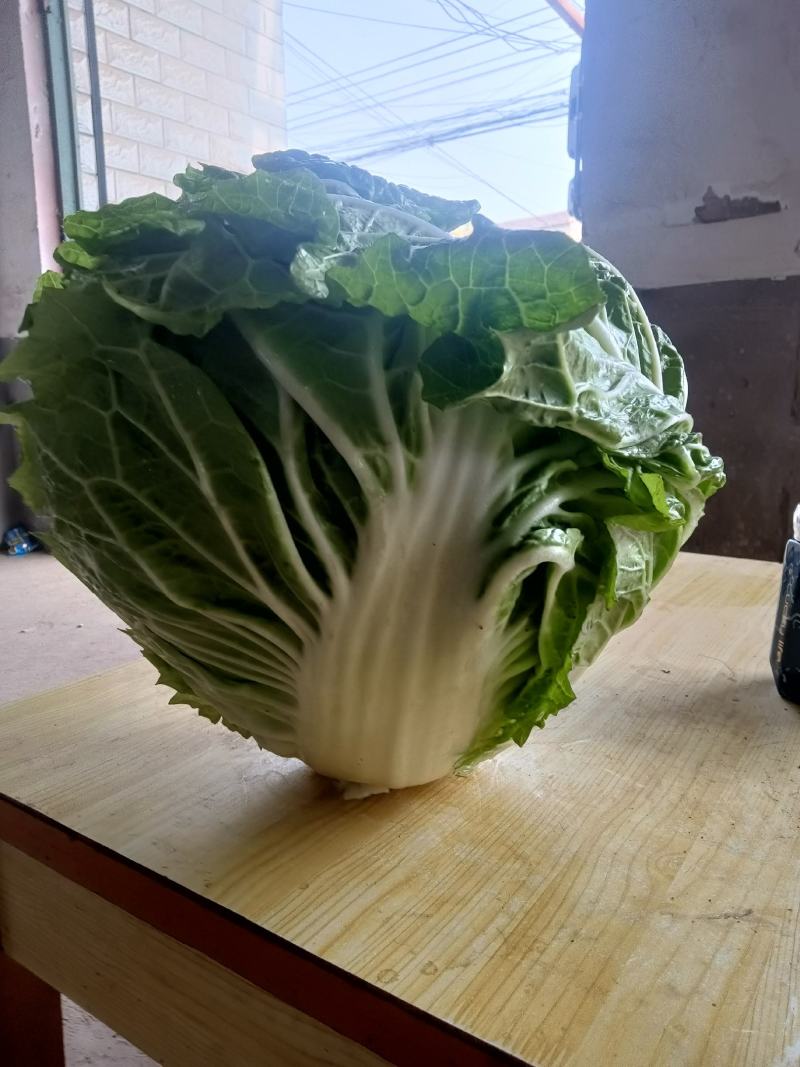 周口大白菜，秦白二号,鸡腿白菜，新乡小包，868,品种齐