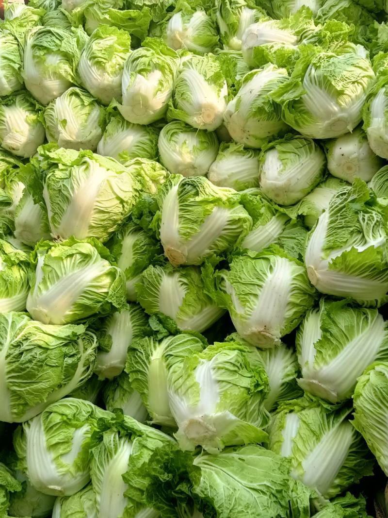 周口大白菜，秦白二号,鸡腿白菜，新乡小包，868,品种齐