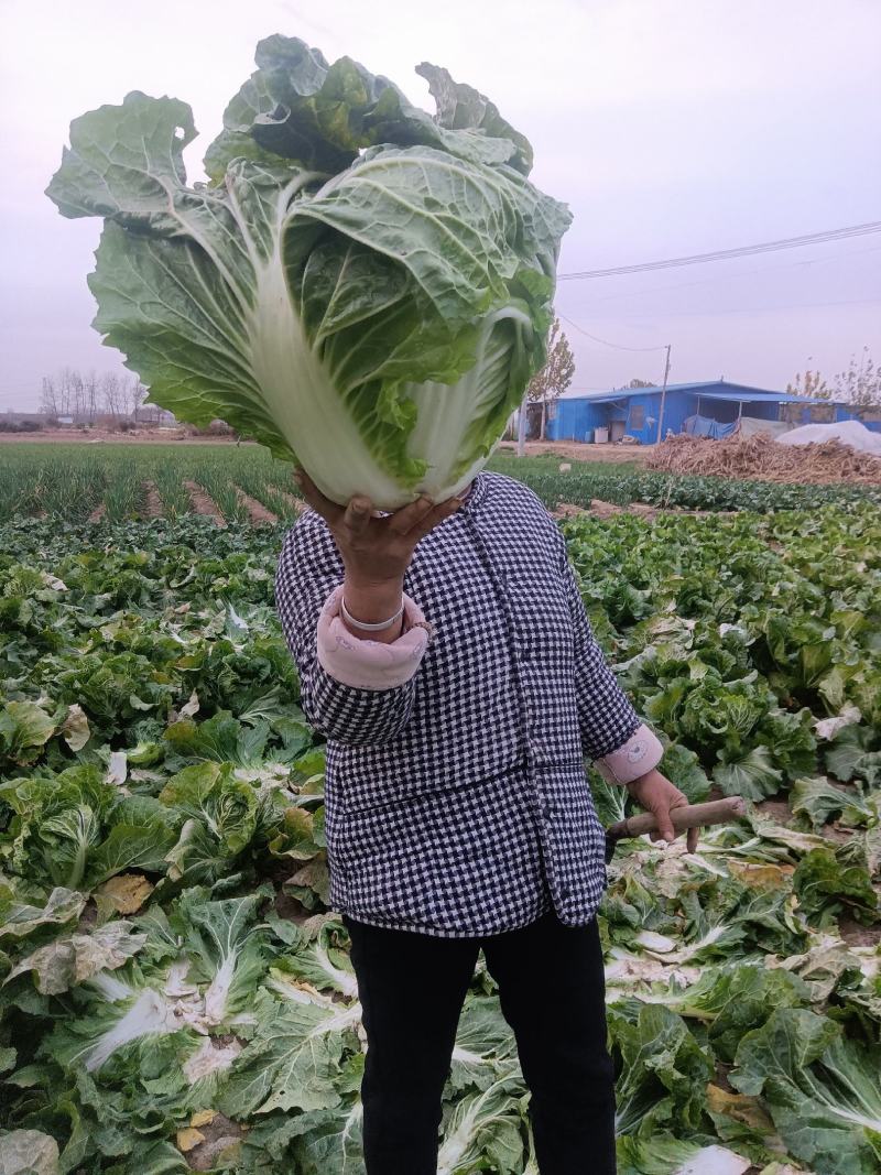 周口大白菜，秦白二号,鸡腿白菜，新乡小包，868,品种齐