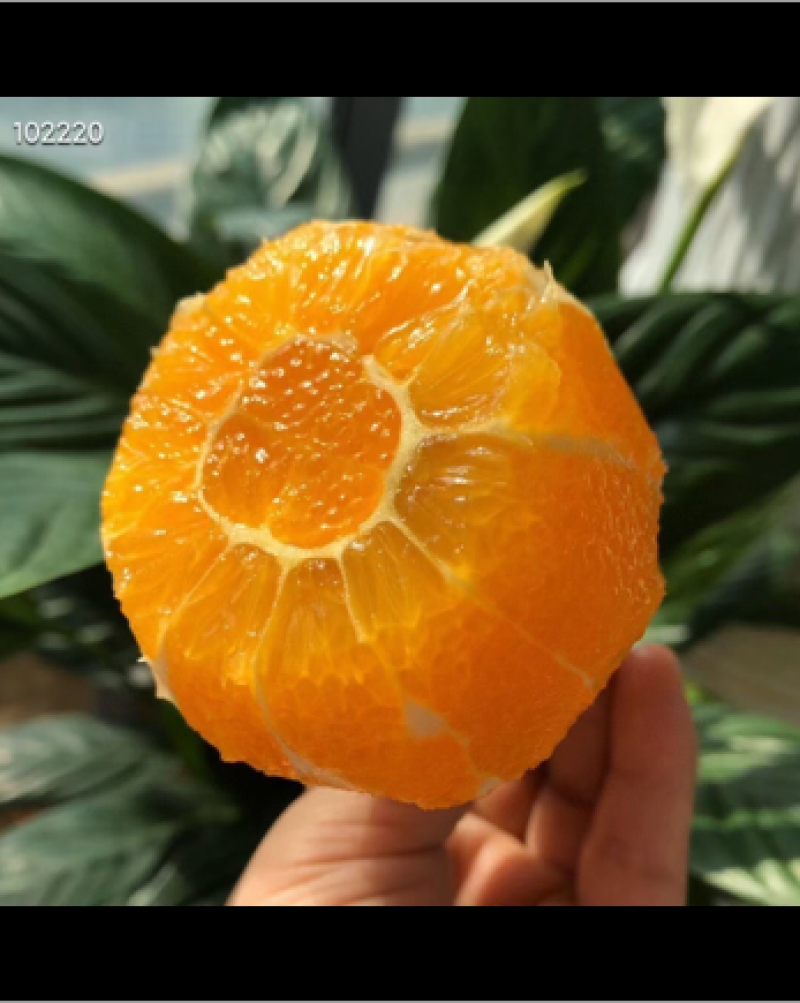 长虹脐橙，皮薄肉嫩，保质保量，诚信经营。