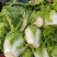 周口大白菜，秦白二号,鸡腿白菜，新乡小包，868,品种齐