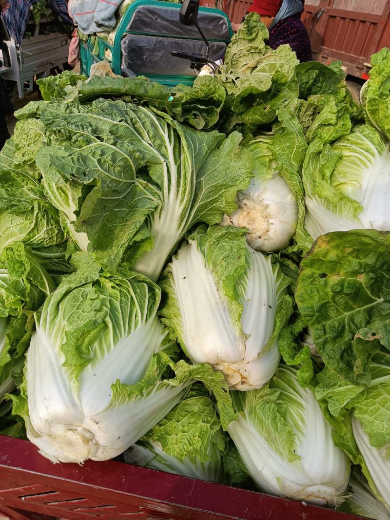 周口大白菜，秦白二号,鸡腿白菜，新乡小包，868,品种齐