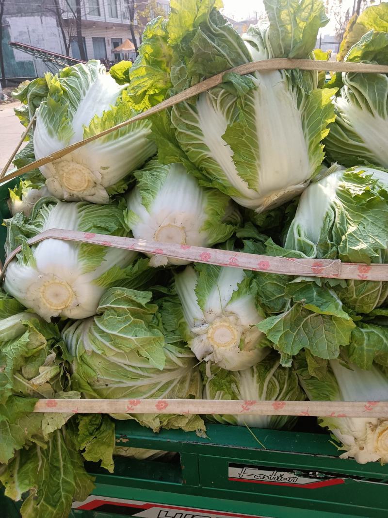 周口大白菜，秦白二号,鸡腿白菜，新乡小包，868,品种齐