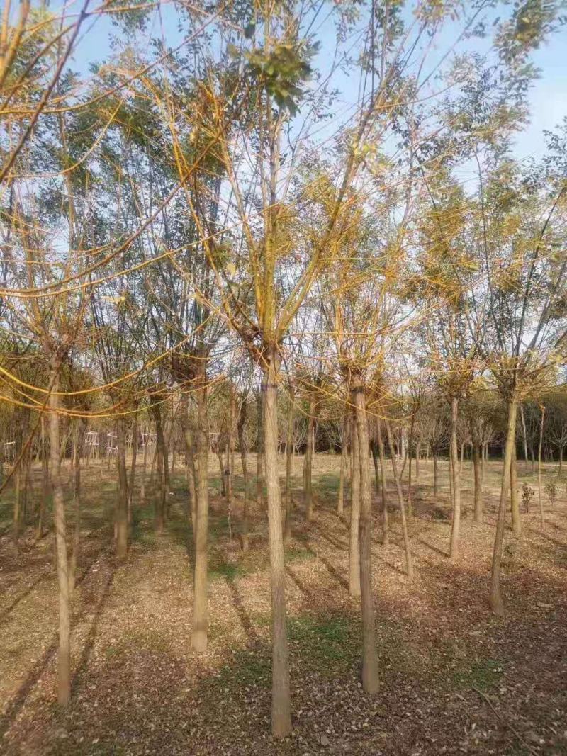 黄金槐