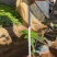 八角金盘小杯苗云南产高度30-30厘米