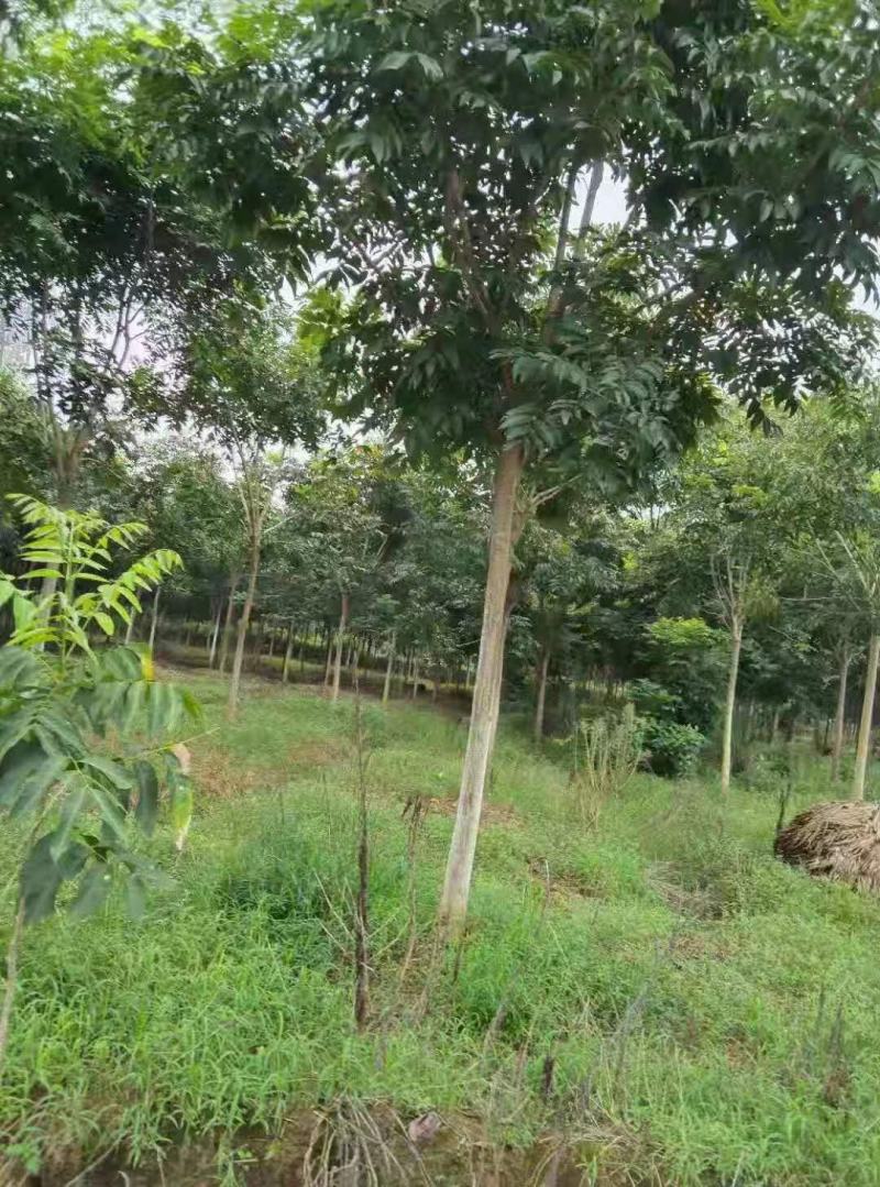 无患子
