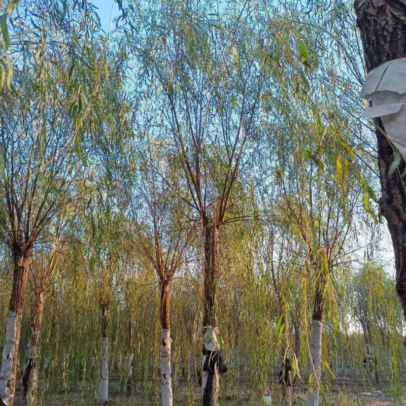 垂柳