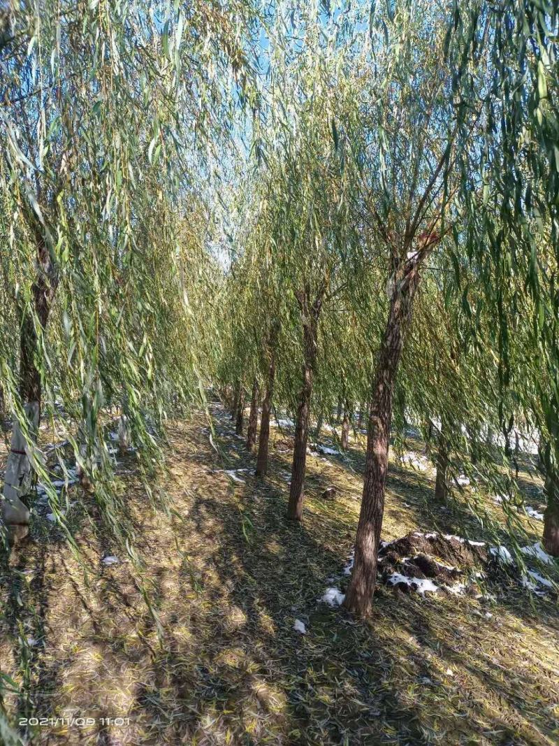 垂柳