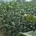 梨树嫁接粘木