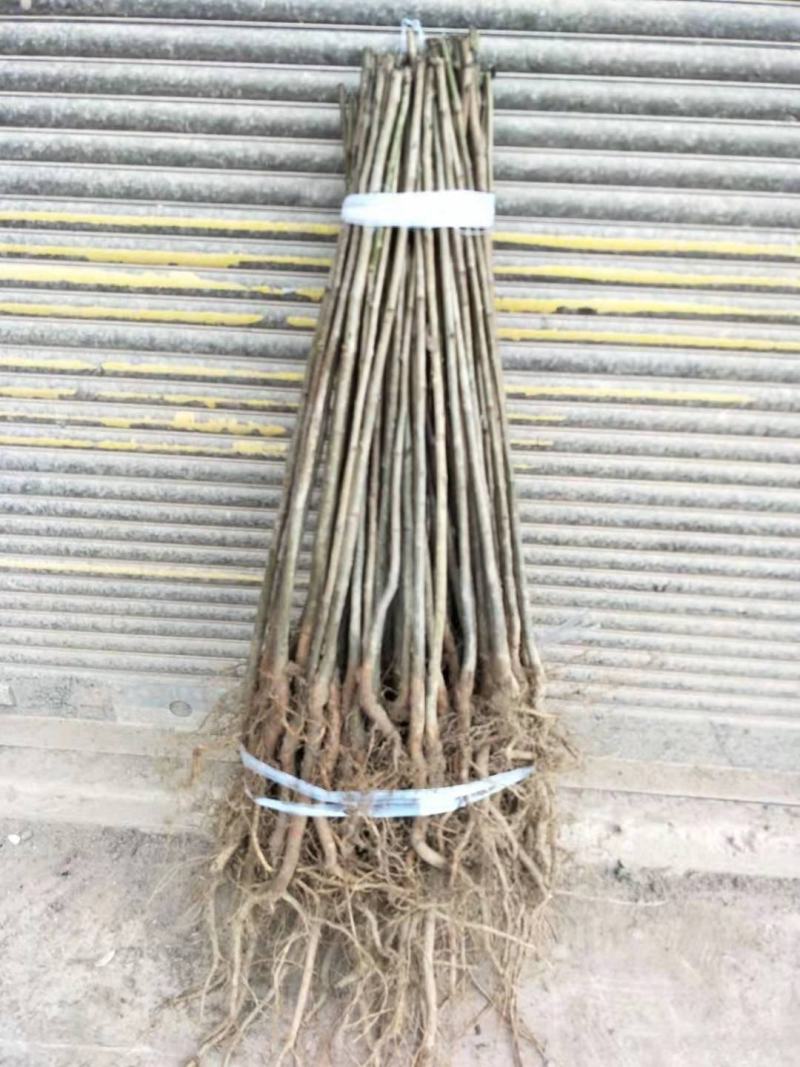 梨树嫁接粘木