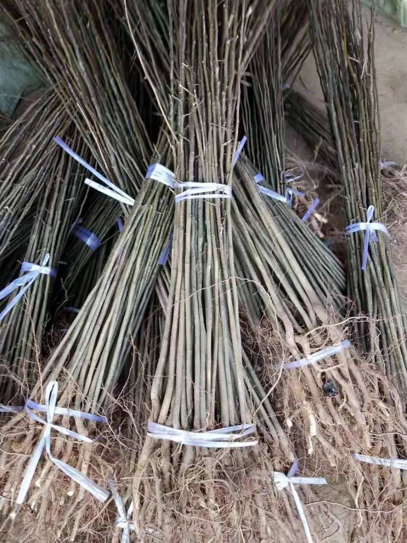 梨树嫁接粘木